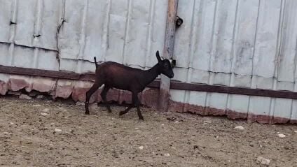 للبيع تيس اسباني طيبه
