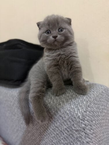 Miso 