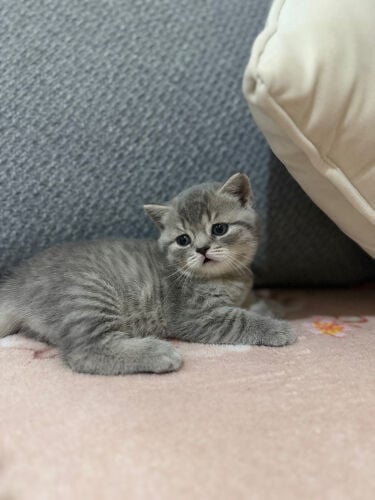 Bella 