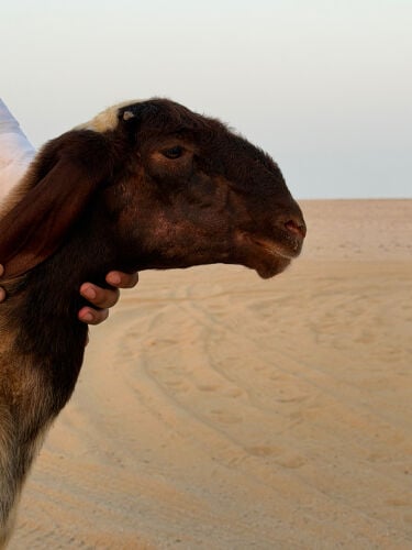 رخله سوريه صنف ومعرفه 