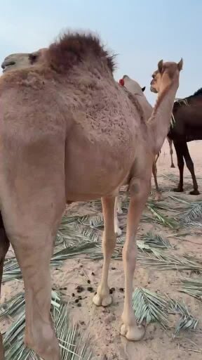 قعود ذبيحه