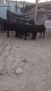 شوهات عرب طيبه ماشاءالله