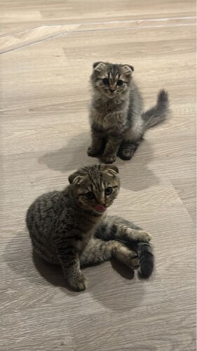 قطط خوات 