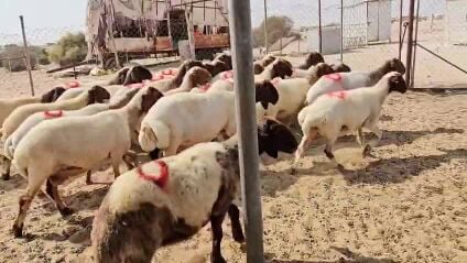 للبيع غنم سوريه طيبه دفيع شرط