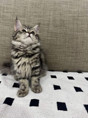 persian kitten