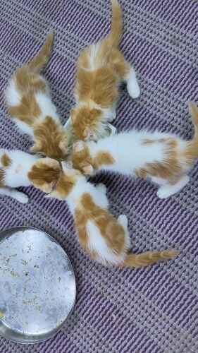 cat 2month