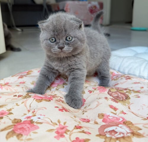 Scottish fold and British shorthair