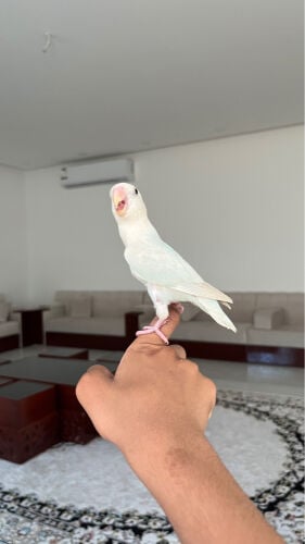 للبيع