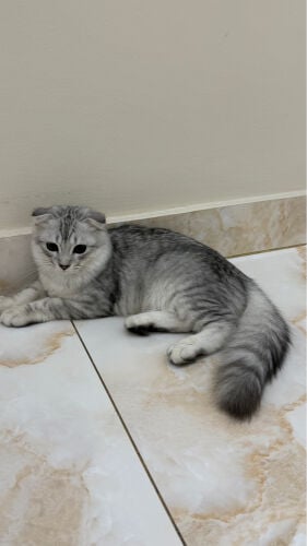 Cat for donation 