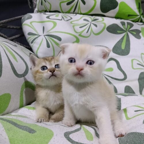Sanchilla Baby cat