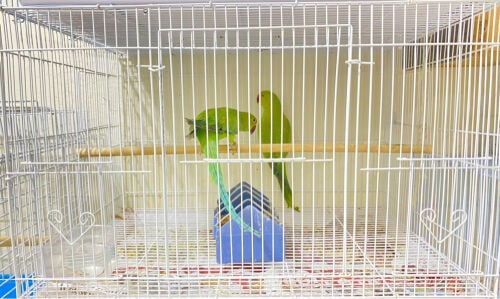Green parrot 2 birds  =Qr450