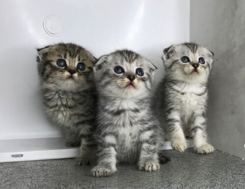  Scottish fold 