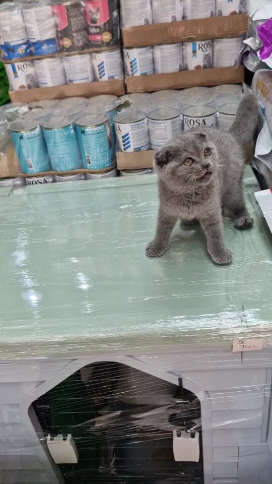 قطط