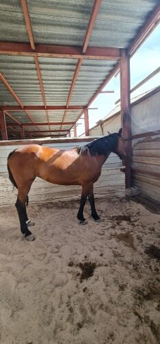 Mare for sale