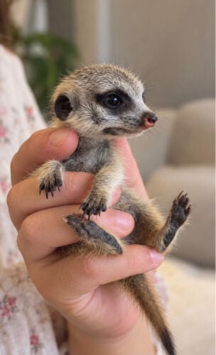 Meerkat Rare & Exotic Pet
