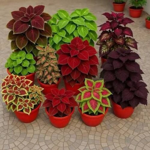 زراعه الورود والاشجار المثمره