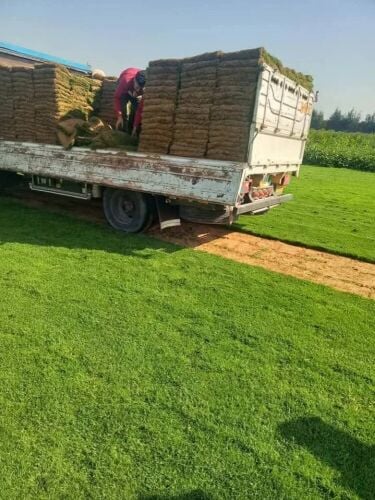توريد وتركيب العشب الطبيعي الاخضر