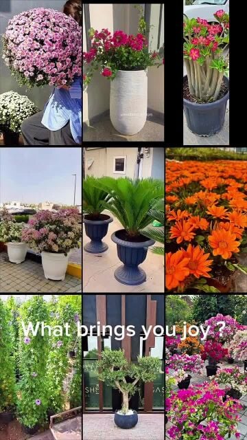 زراعه الورود والاشجار المثمره