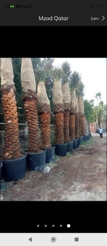 نخيل خدمات