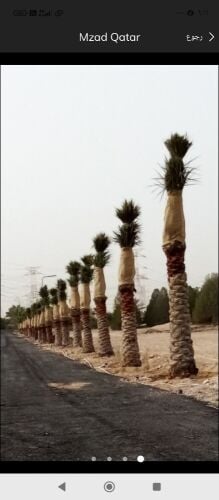 نخيل خدمات