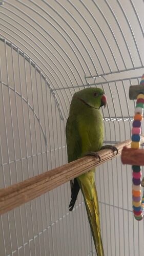 Male indian Ringneck Parakeet