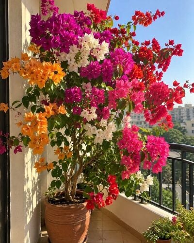 زراعه الورود والاشجار المثمره