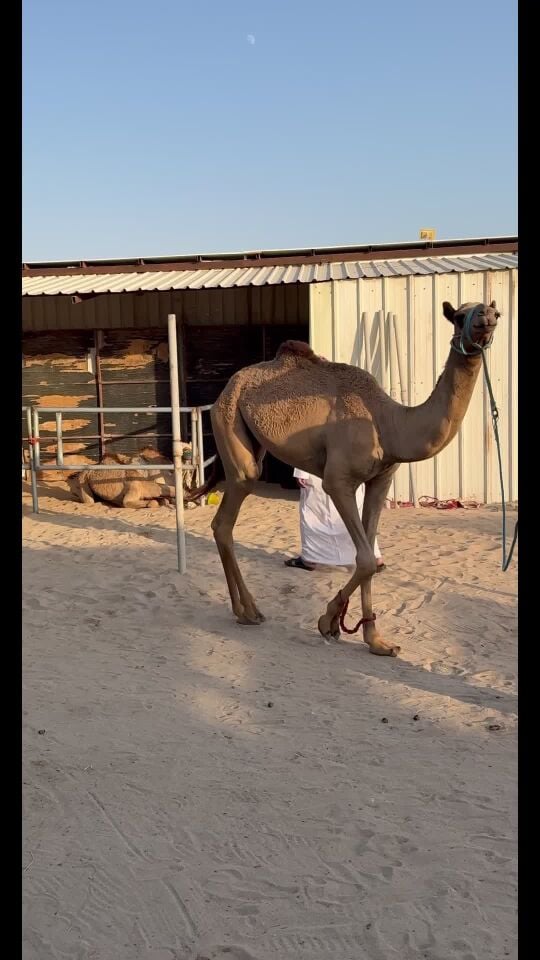 قعود للبيع 