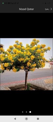 مزارع
