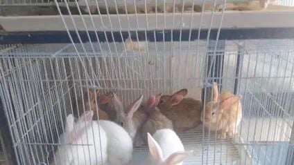 ارانب صغيره الوان مختلفه ب٥٠ ريال