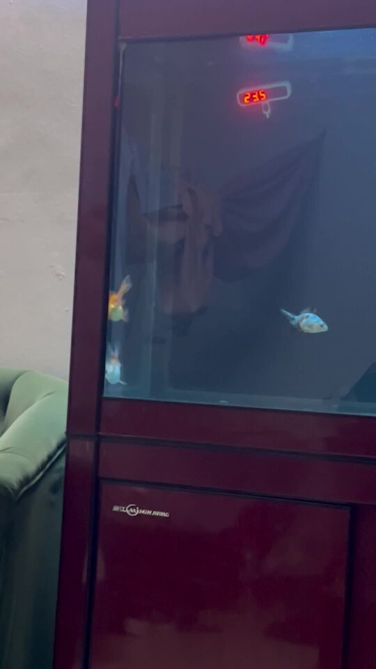 goldfish 