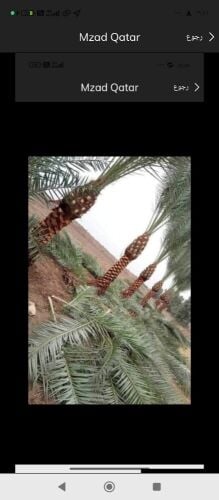 ترتيب وتنظيف النخيل