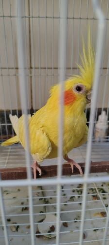 Female Cocktiel bird