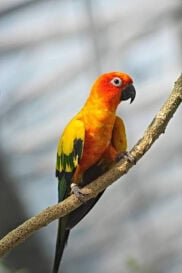 parrot 
