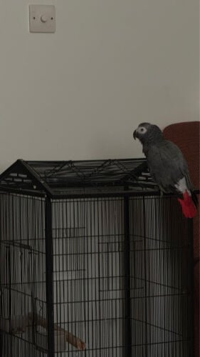African grey 