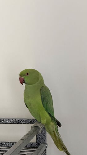 Ringneck Parakeet