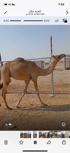 للبيع قعود حق