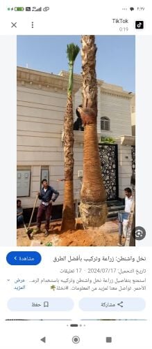 تنظيف النخيل والوشنطنيو