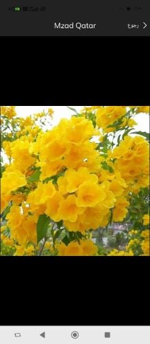 مزارع