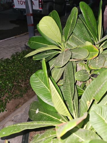 ناصر علي بارم البلوشي