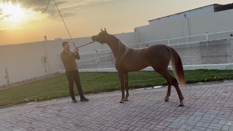 schooling horses