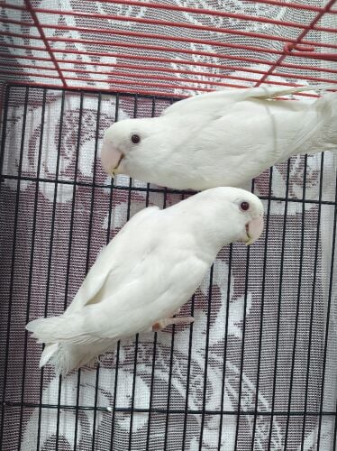 albino rose pair