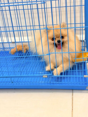 Pomeranian 