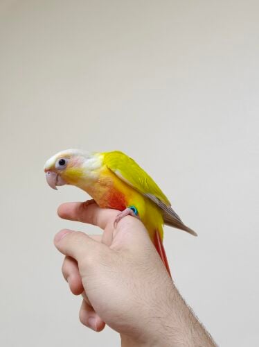 Sun cheek conure