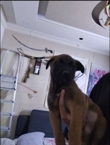 Purebred Malinois puppies