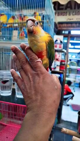 Pine Apple Conure Baby