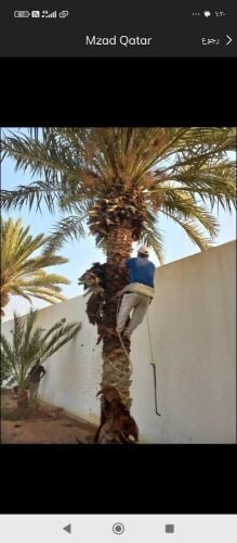 تنظيف النخيل والوشنطنيو
