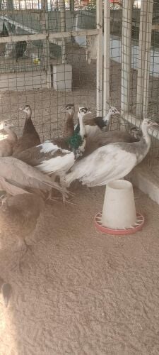 peacock mix