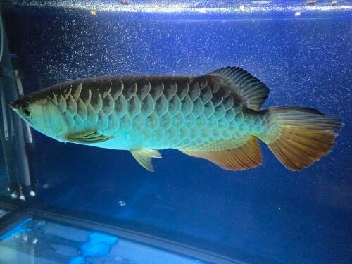 Golden Crossback Arowana