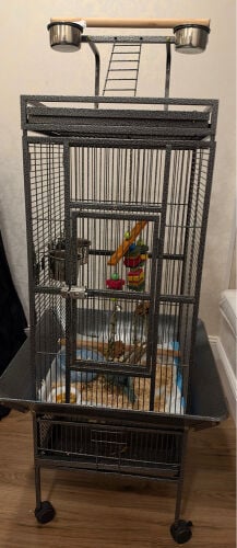 birds cage 