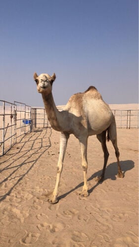 عشراء ثنو 